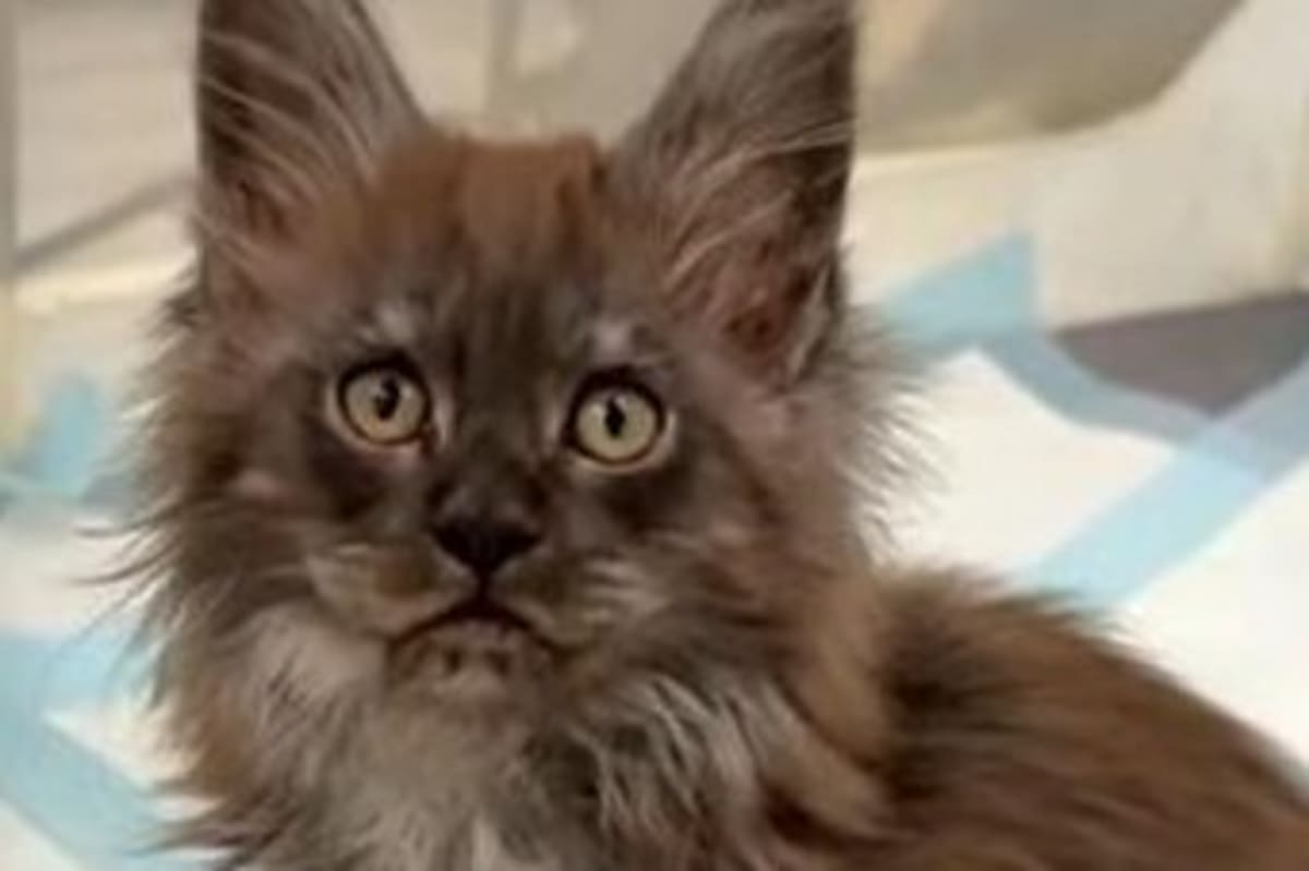 Maine coon cat Erebus Anomaly showing paws with record breaking 29 toes