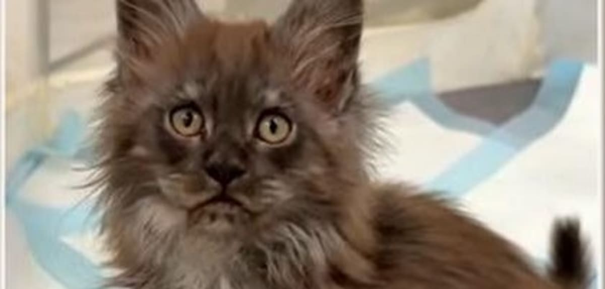 Wisconsin Cat Born With Record-Breaking 29 Toes - Image 2