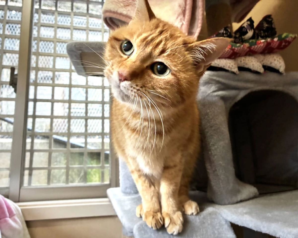 Sweet Ginger Cat Finds Hope After Owner's Death - Image 2
