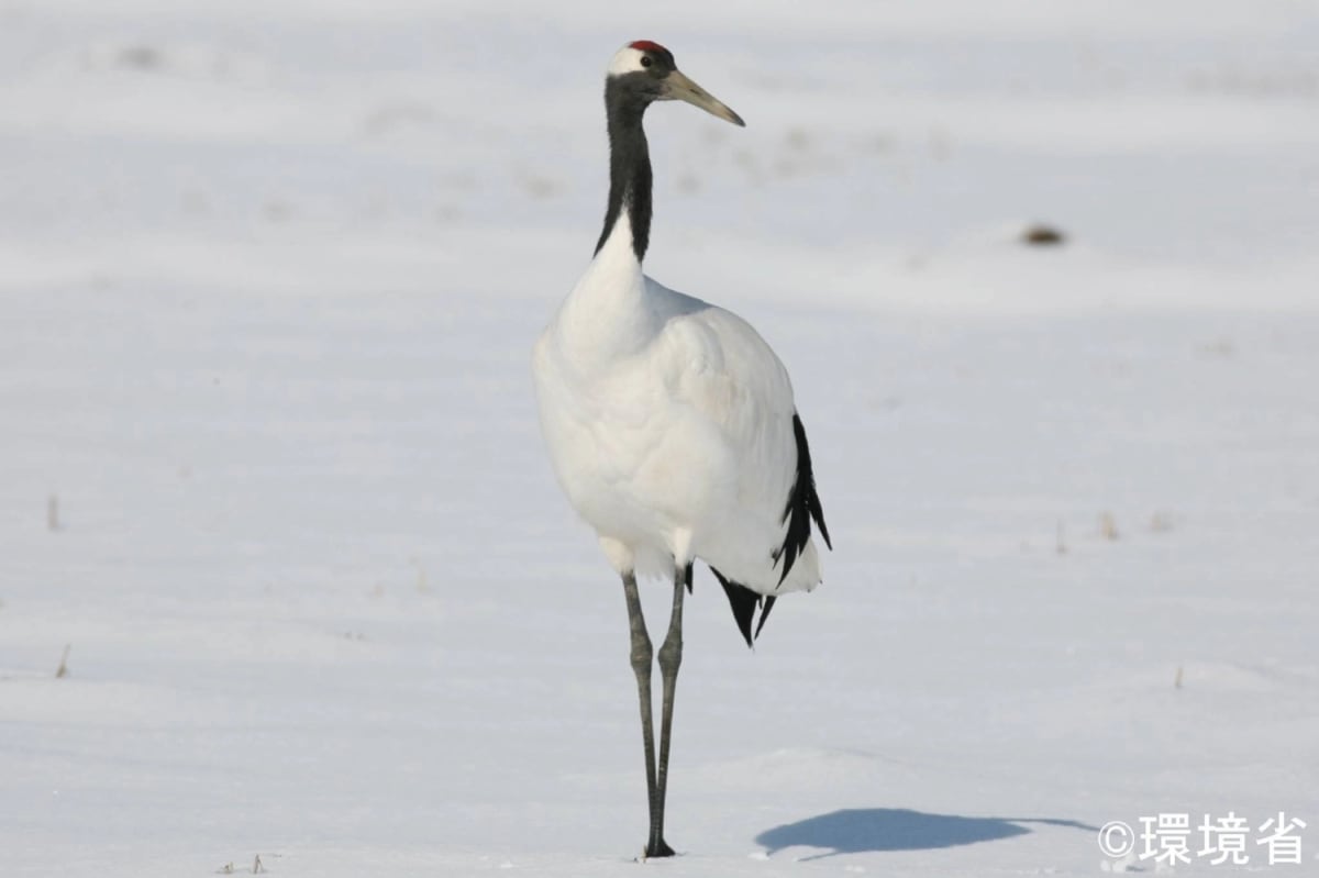 Japanese Cranes Soar Back From Near Extinction in Hokkaido - Image 2