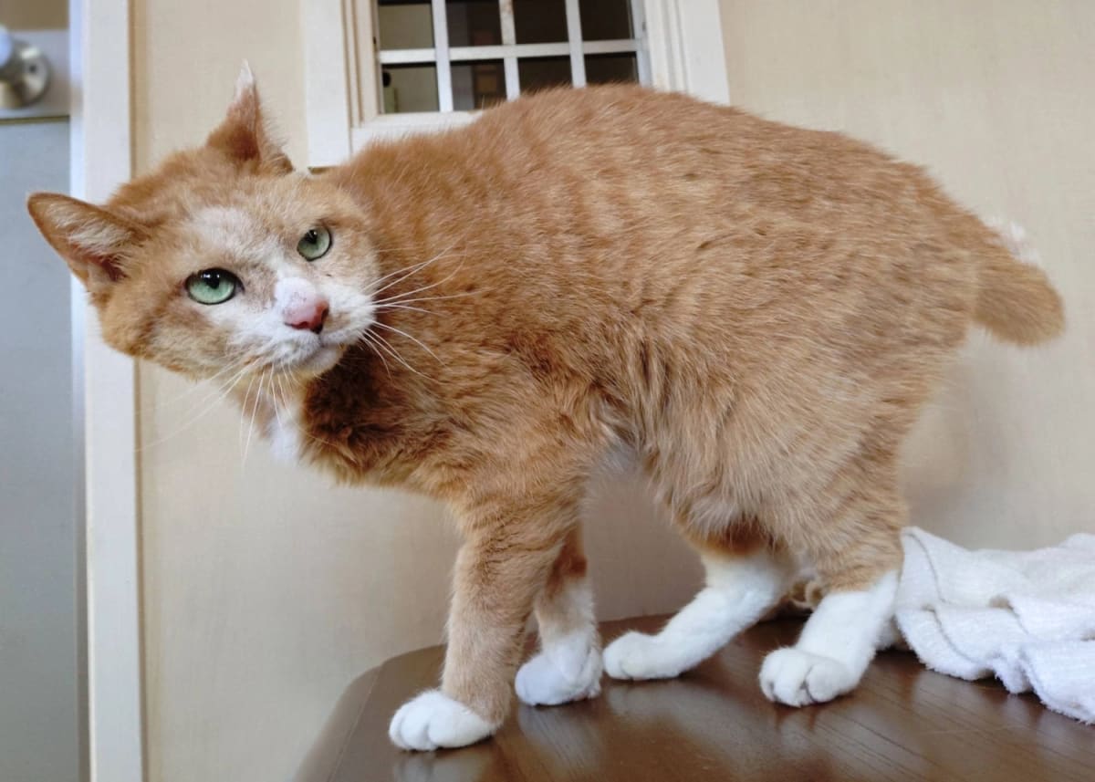 Senior Cat Coulis Seeks Forever Home After 13 Years - Image 2