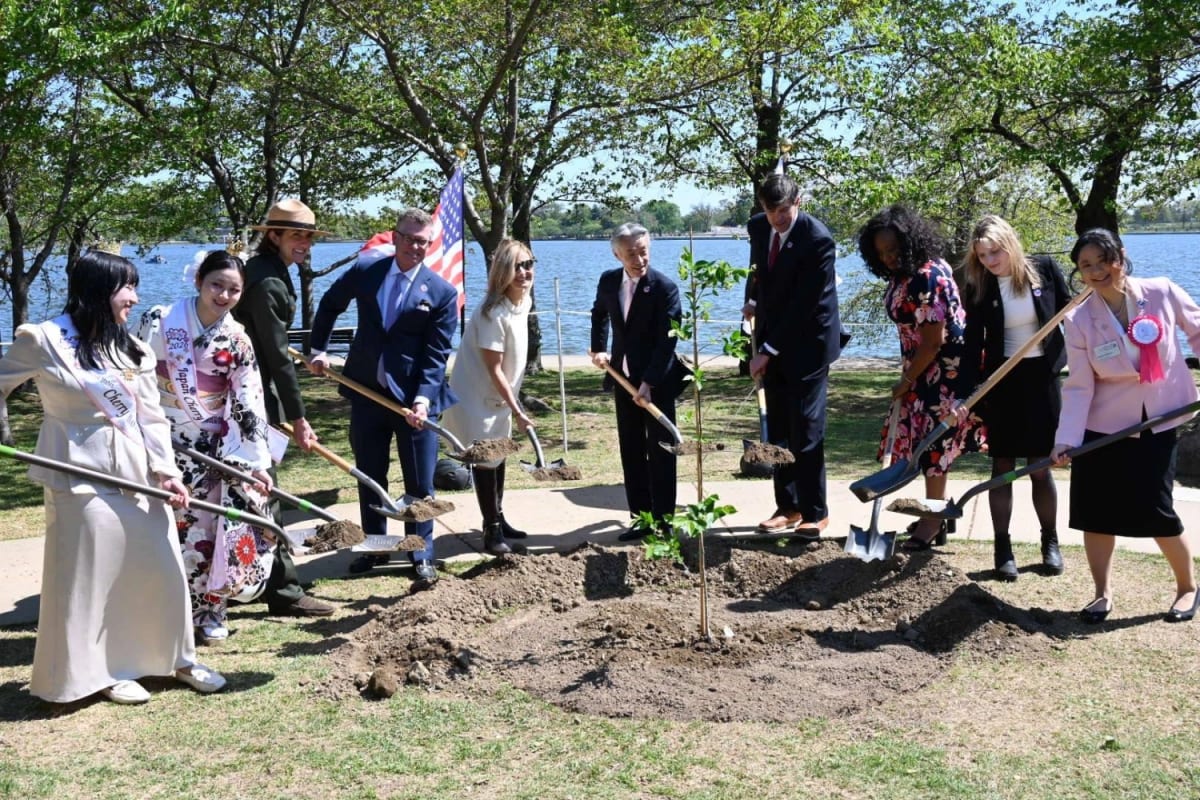 Japan Gifts 250 Cherry Trees for America's 250th Birthday - Image 2