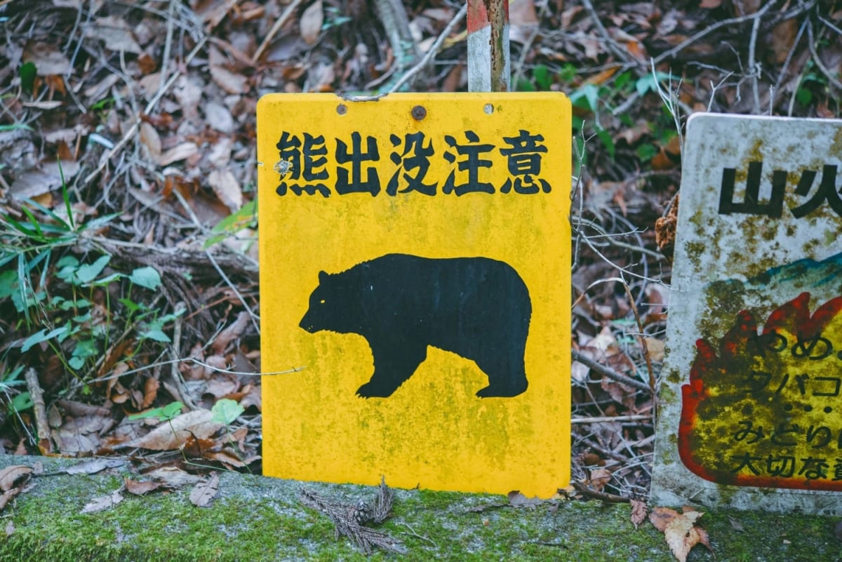 Japan Launches National Bear Survey to Protect Communities - Image 2