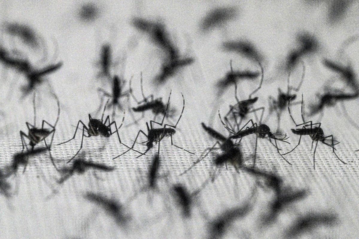 Scientists Prove DEET Still Works Despite Mosquito Training - Image 2