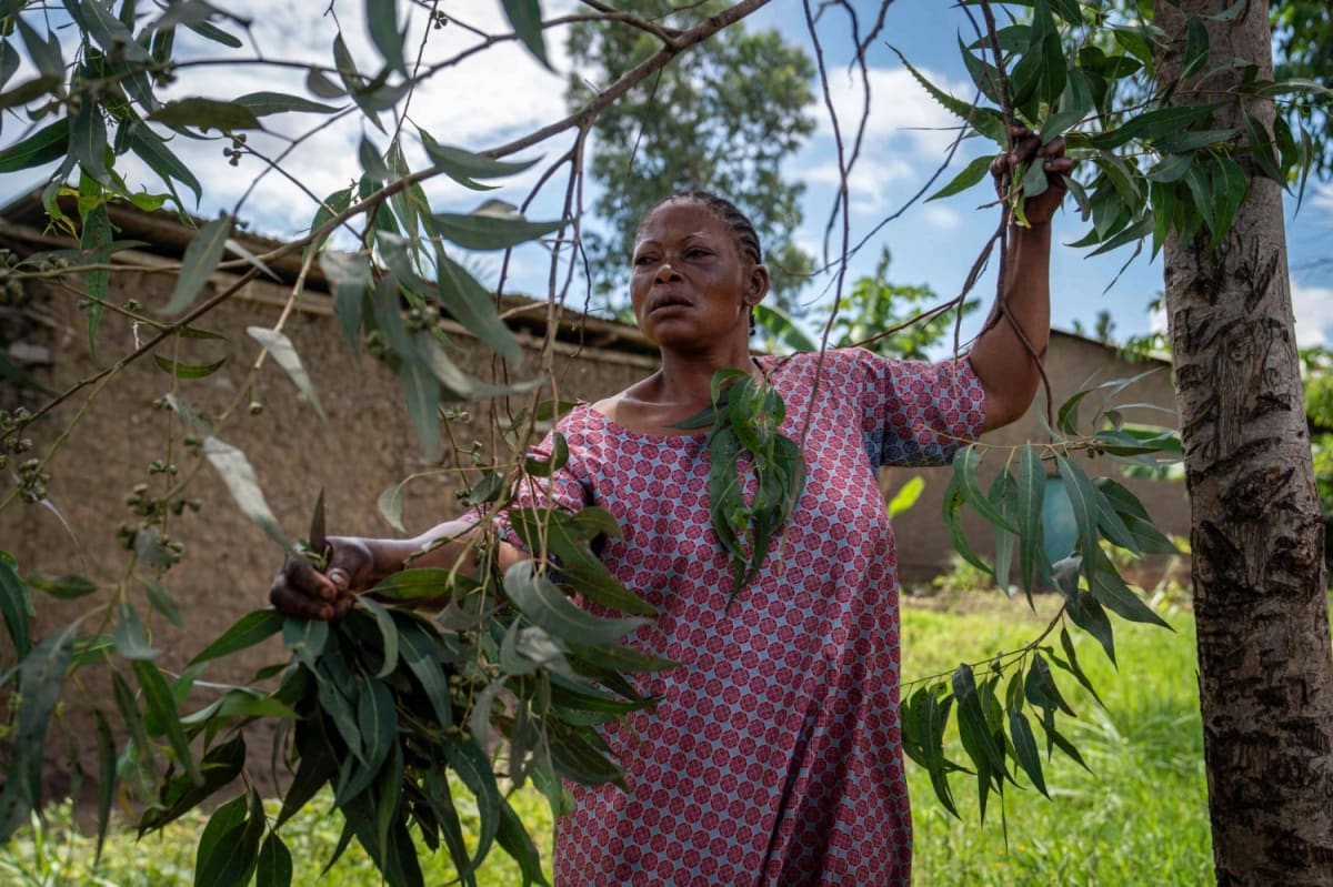 Congo Healers Join Forces with Doctors to Fight Ebola - Image 2