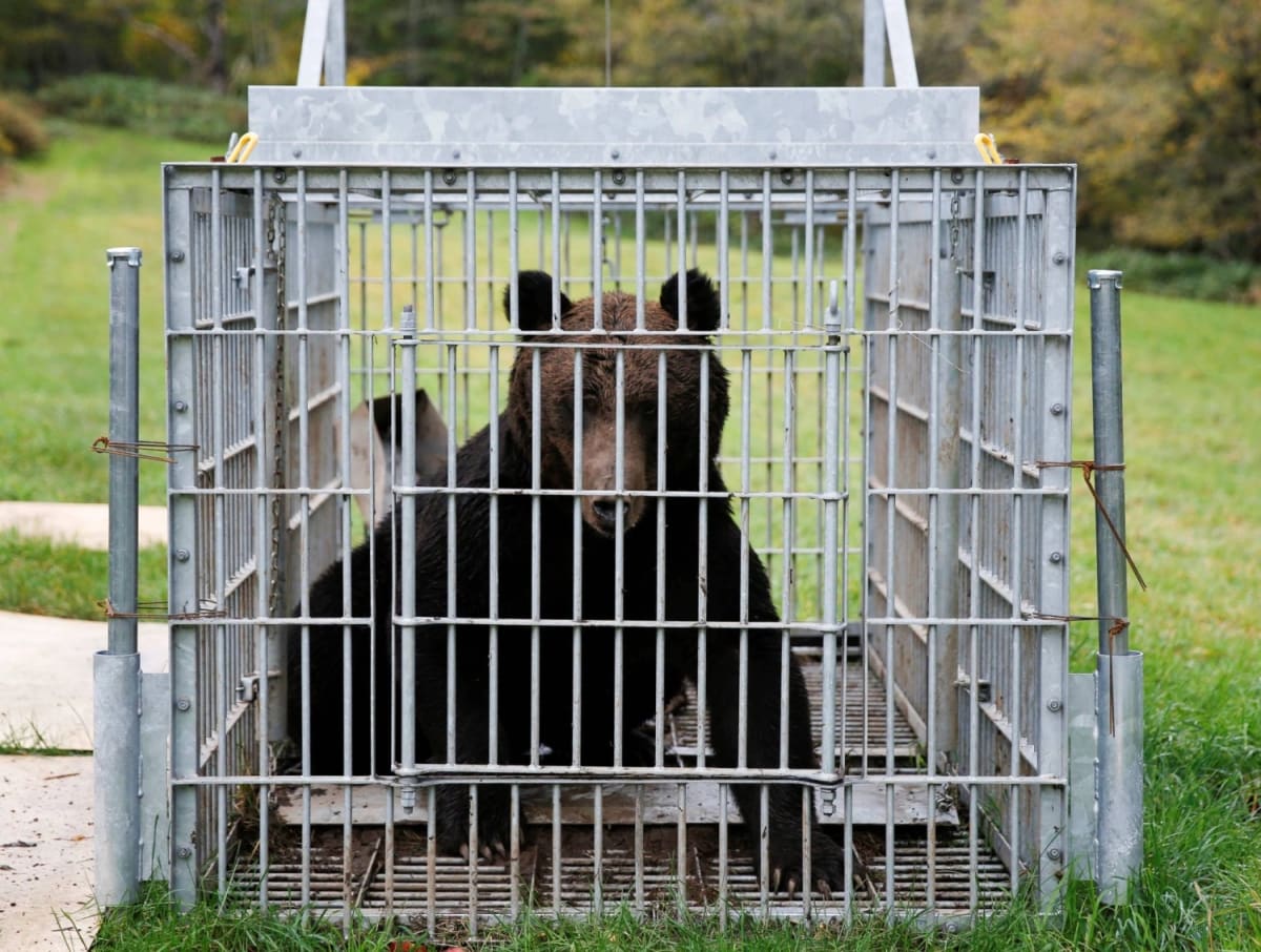 Japan Safely Captures Bear After Days-Long City Search - Image 2