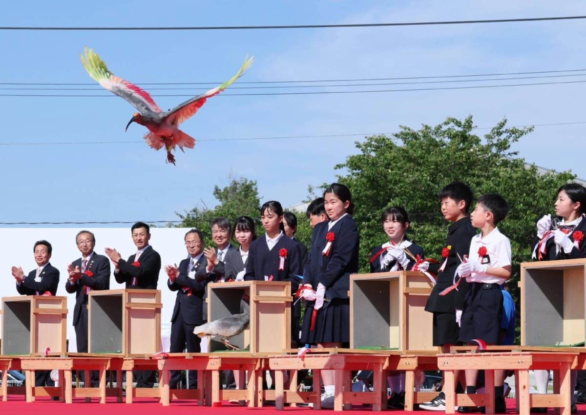 Japan Releases 10 More Crested Ibises Into the Wild - Image 2
