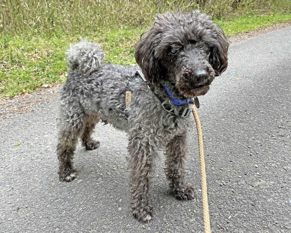 Kuroame the Rescue Dog Seeks Forever Home in Tokyo - Image 2