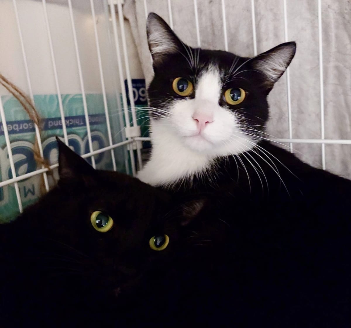 Two Rescue Kittens in Japan Hope to Stay Together - Image 2