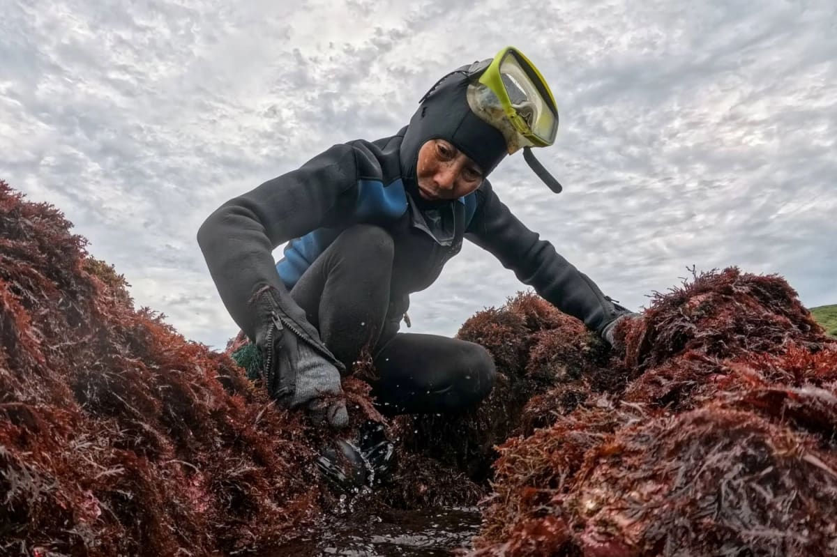 Taiwan's 72-Year-Old 'Sea Woman' Keeps Ancient Tradition Alive - Image 2