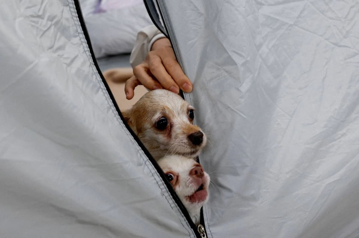 Japan Animal Hospital Shelters 26 Quake Survivors With Pets - Image 2
