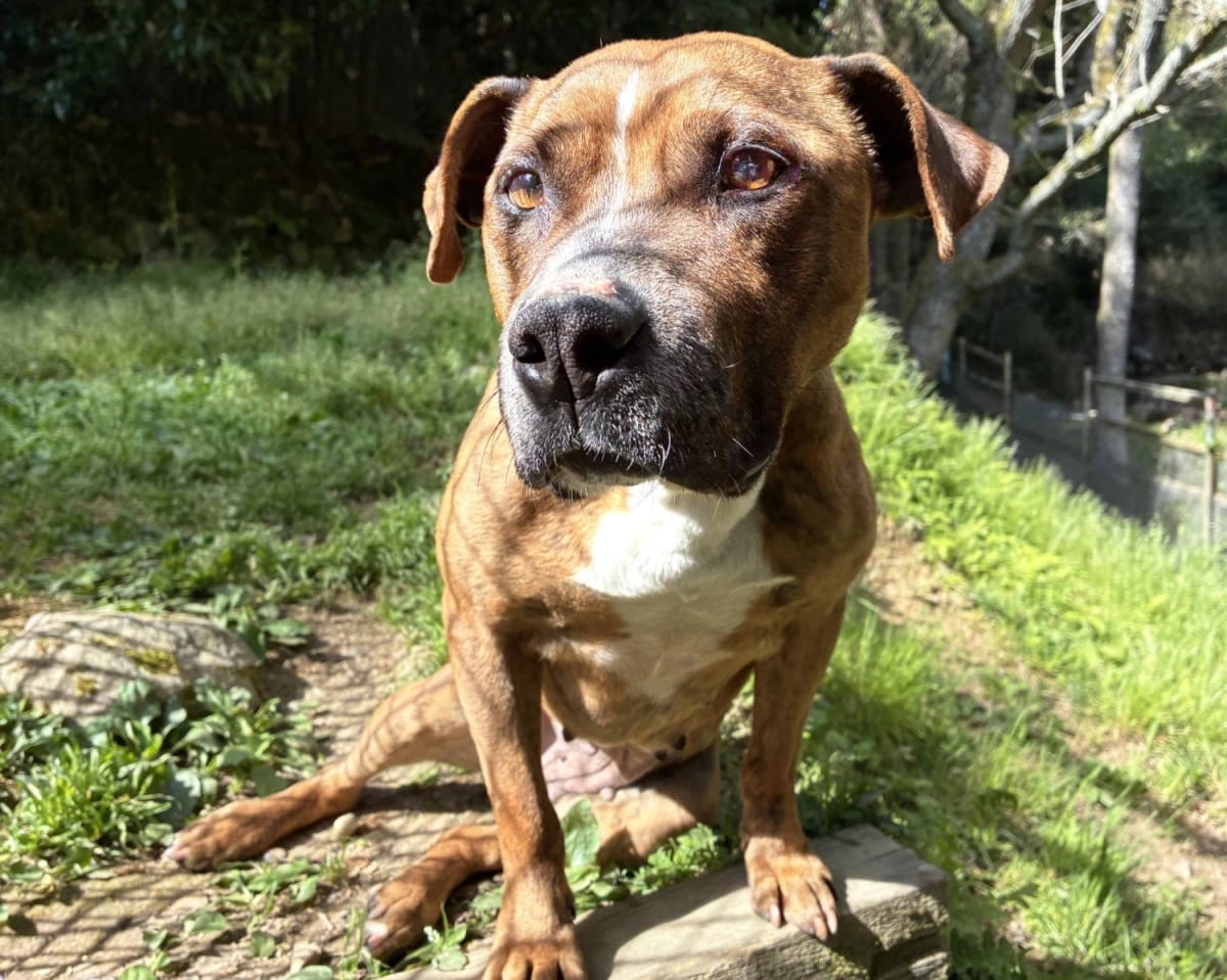 Meet Takenoko: Japan's 4-Year-Old Pit Bull Looking for Love - Image 2