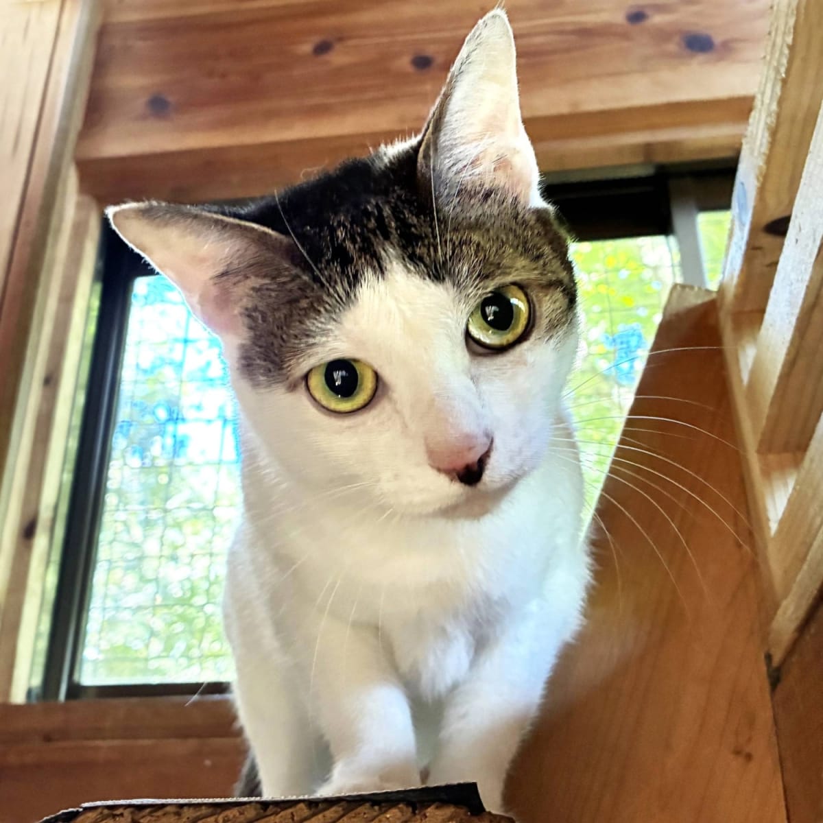 Shy Cat Named After Japanese Sweet Seeks Forever Home - Image 2