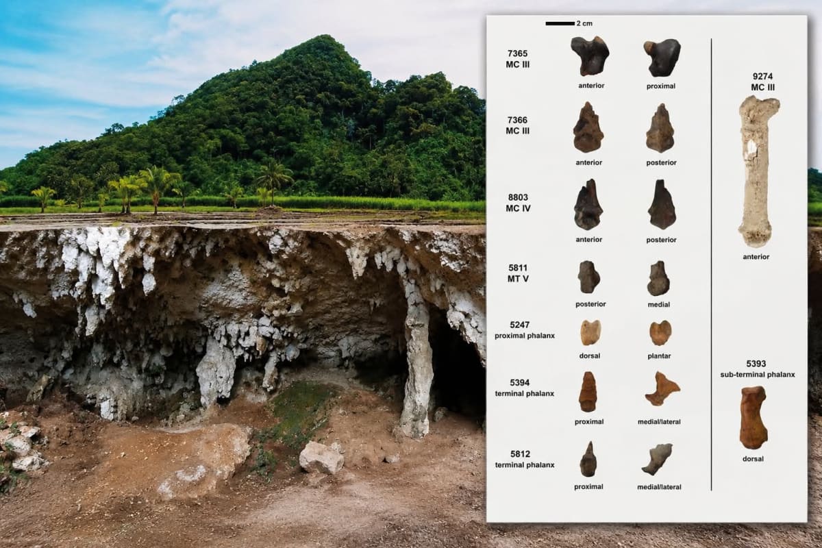 Tiger fossil bones and cut marks discovered in Pilandok Cave, Palawan, Philippines