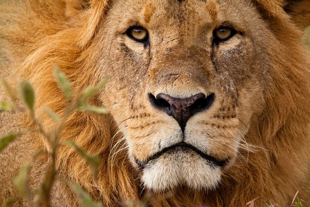 Cameroon Uses Stories to Save Endangered Royal Animals