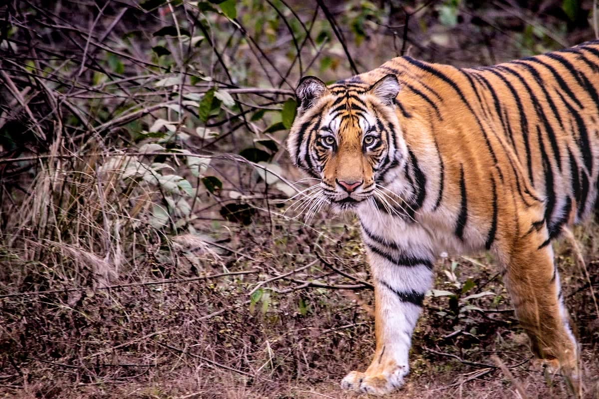 ** Bengal tiger walking through grassland in India's wildlife reserve at sunset