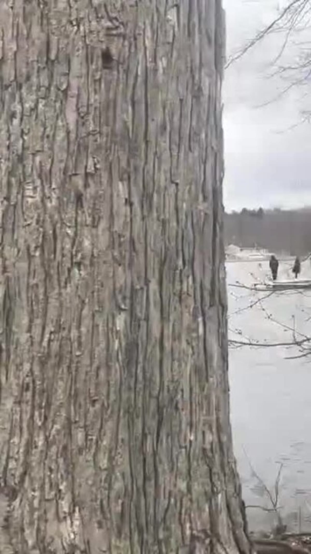 Deputies Save Drowning Dog From NY River by Helicopter - Image 2