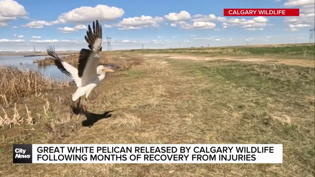 Majestic white pelican with massive wingspan taking flight after months of wildlife rehabilitation care