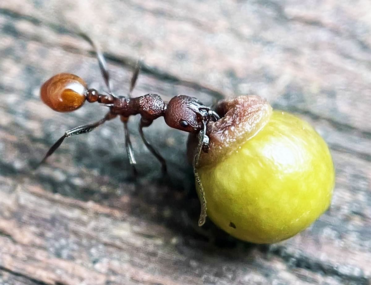 Ant carrying small round oak gall containing wasp larva in natural forest setting