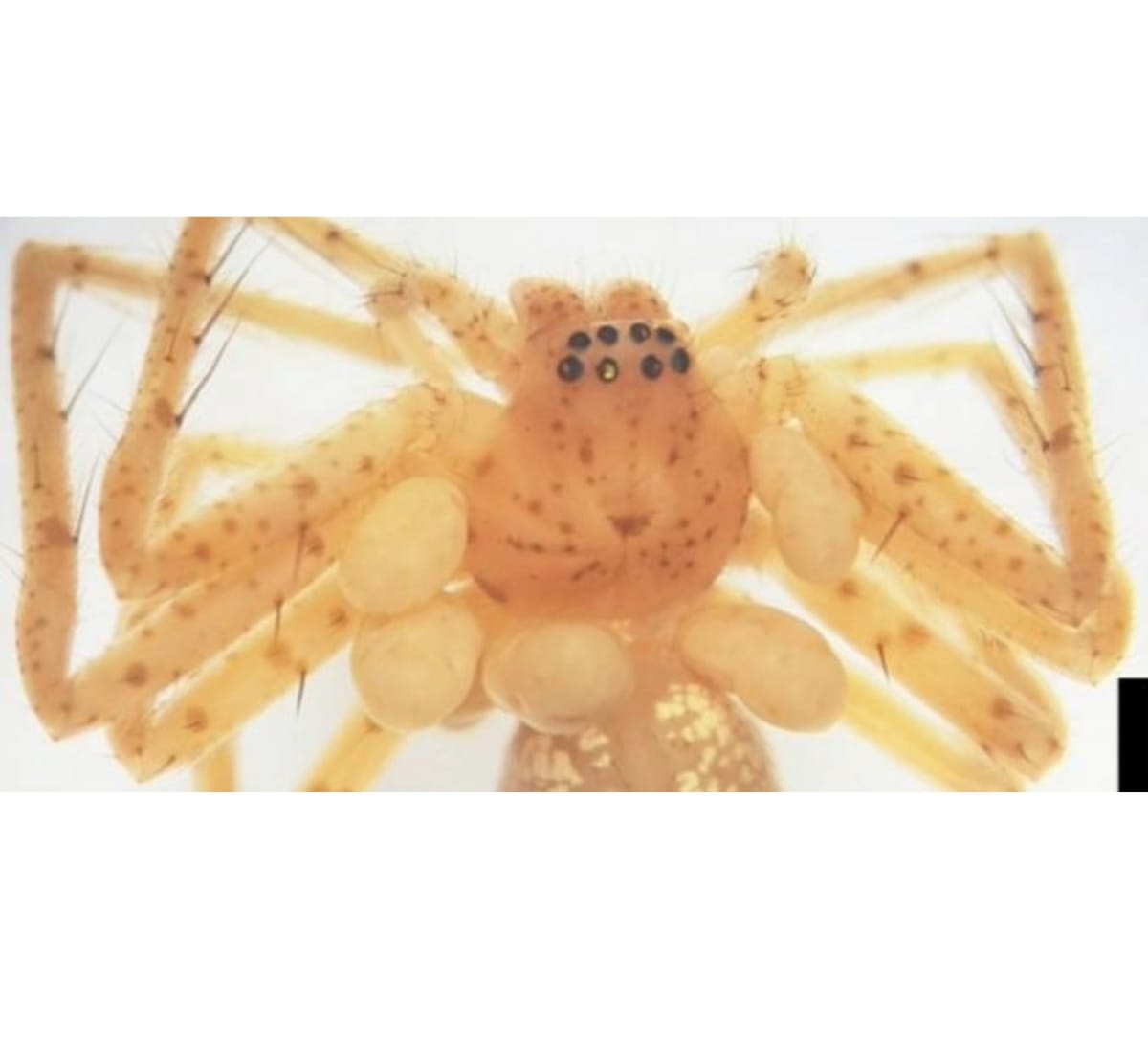 Microscopic view of tiny pale mite larvae attached to small brown spider's body