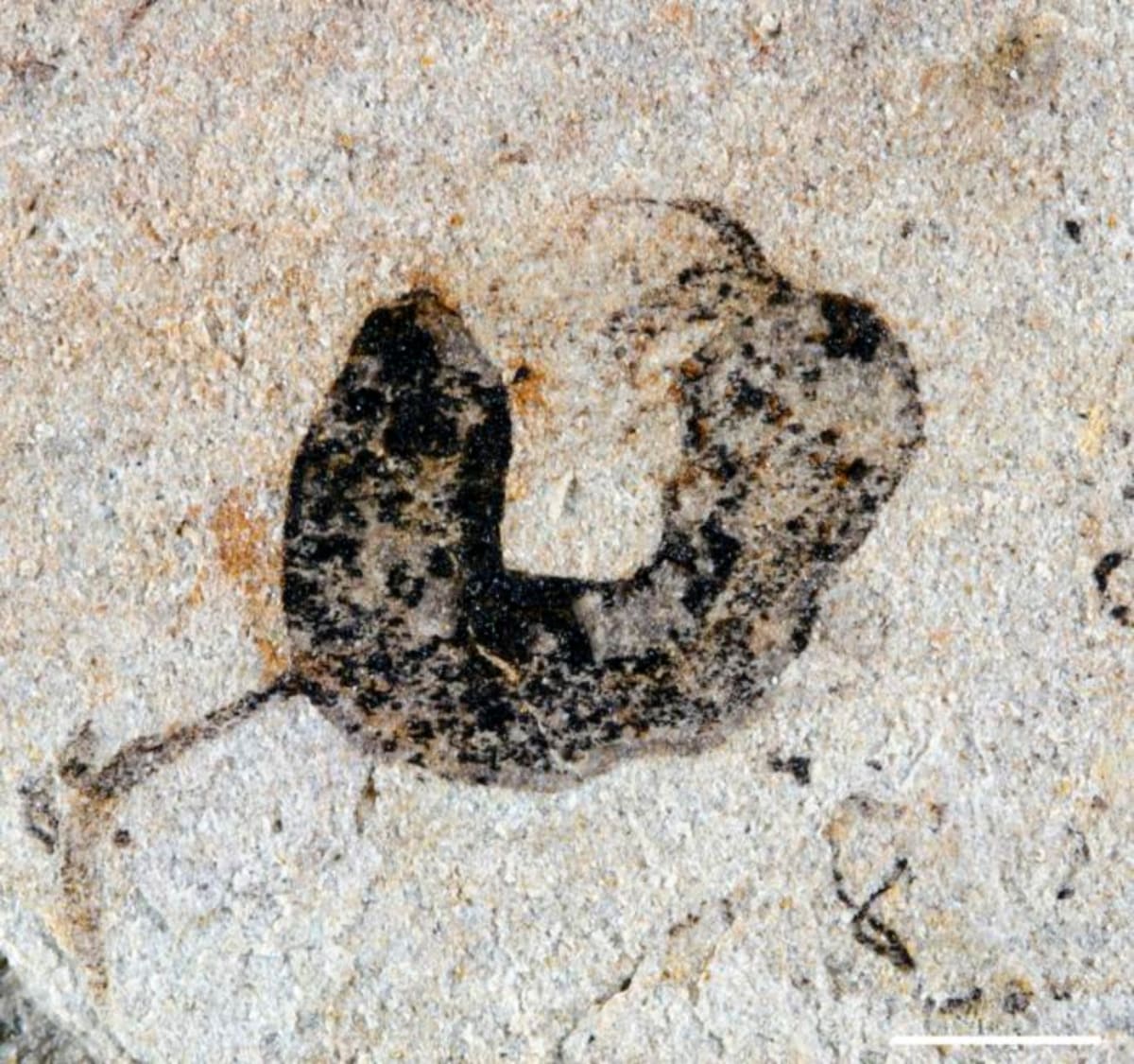 China Fossils Push Complex Life Back 4 Million Years