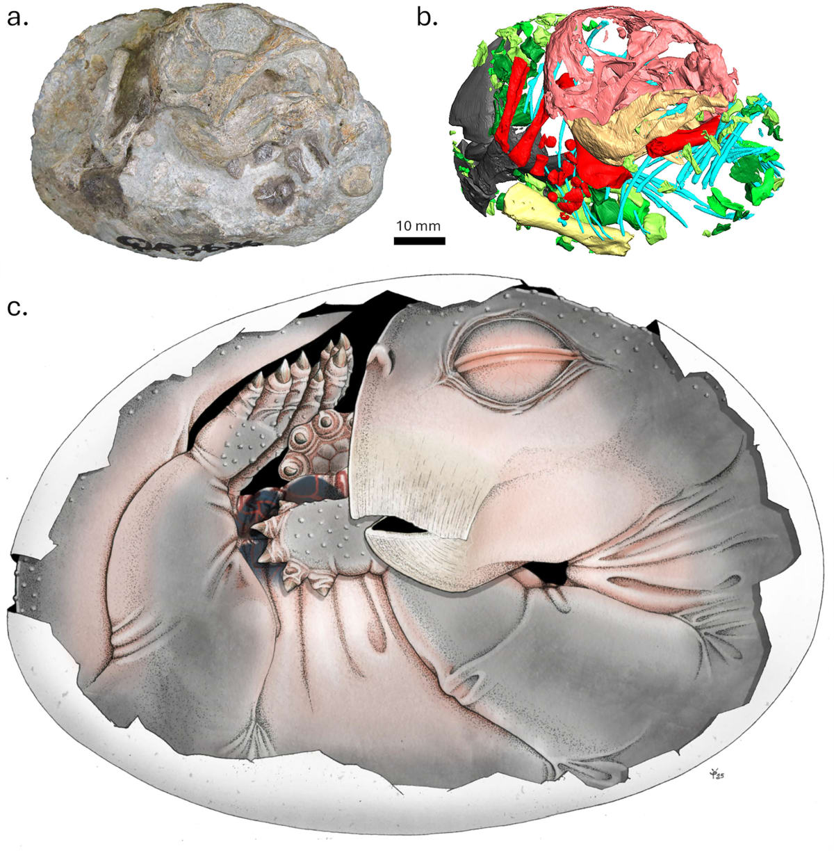 ** Digital reconstruction showing curled Lystrosaurus embryo fossil inside ancient leathery egg from 252 million years ago