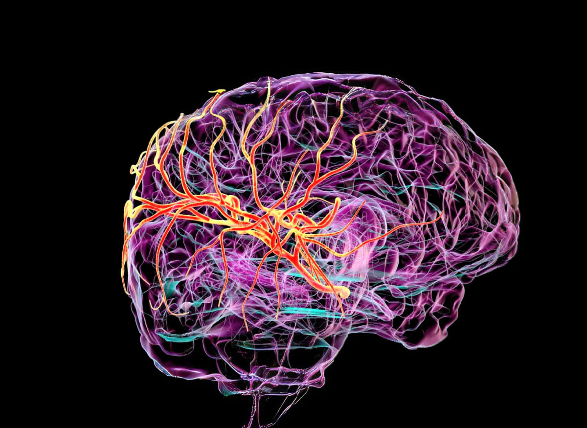 Scientists Find Hidden Cleaning System in Human Brain