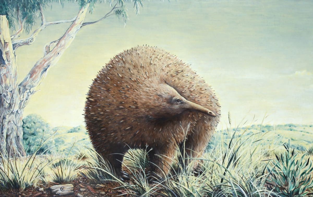 Giant Echidna Fossil Solves 100-Year Mystery in Australia