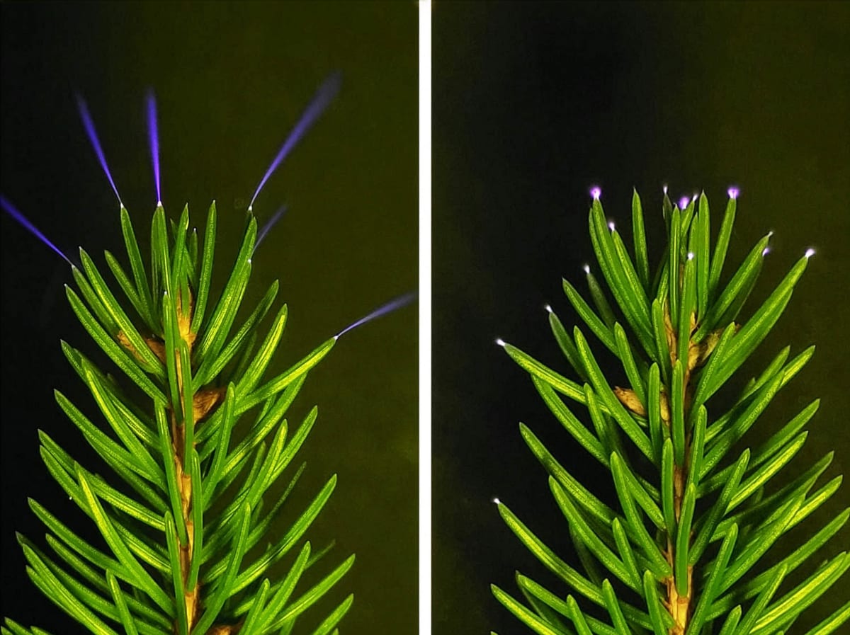 UV camera footage showing glowing electrical corona discharge on tree branches during thunderstorm