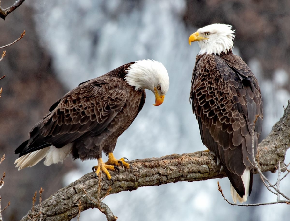 Bald Eagles Soar From 500 to 14,000 Pairs in U.S.