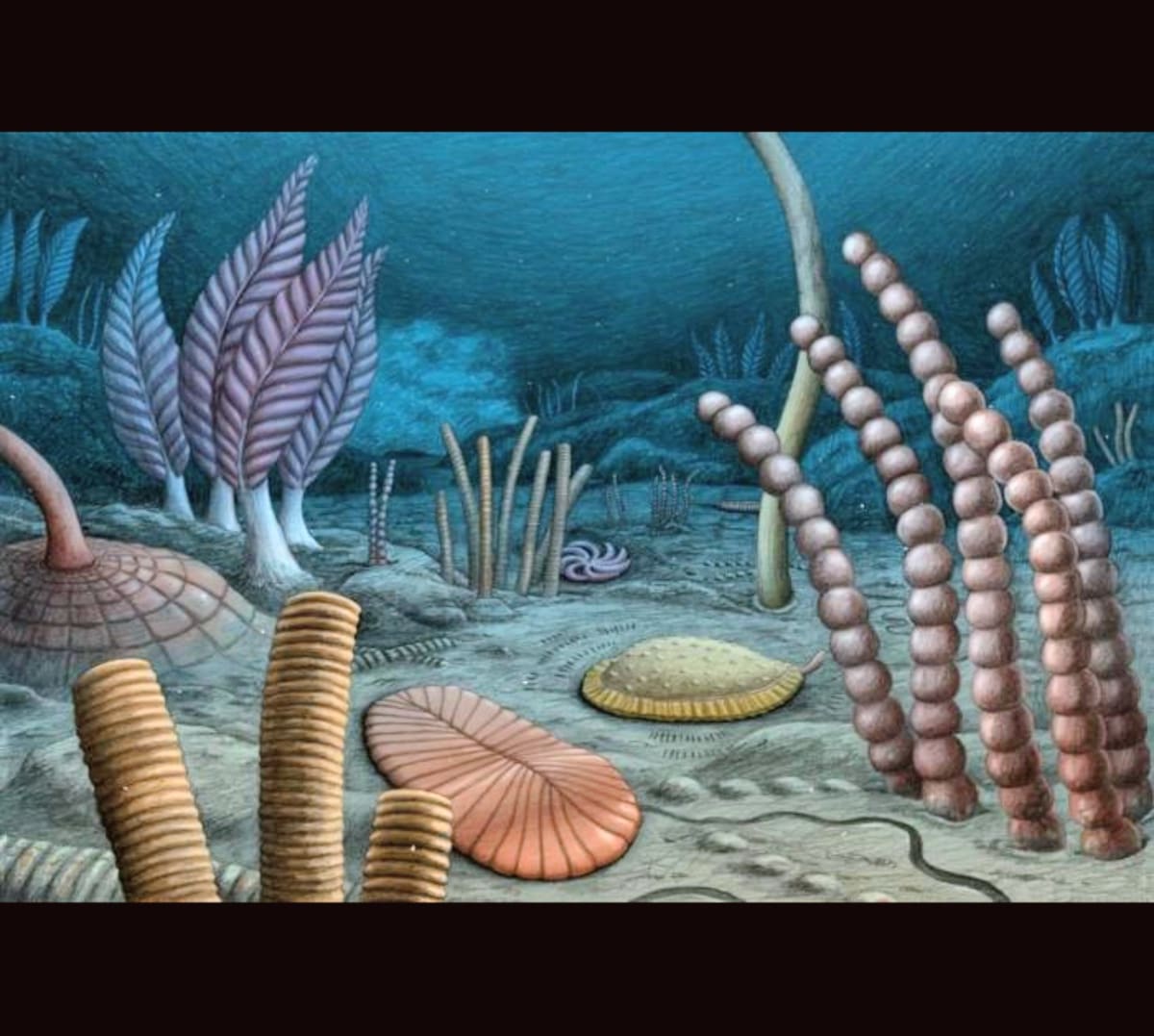 Ancient Ediacaran fossils showing flat, ribbed oval organisms preserved in Canadian mountain rock formations