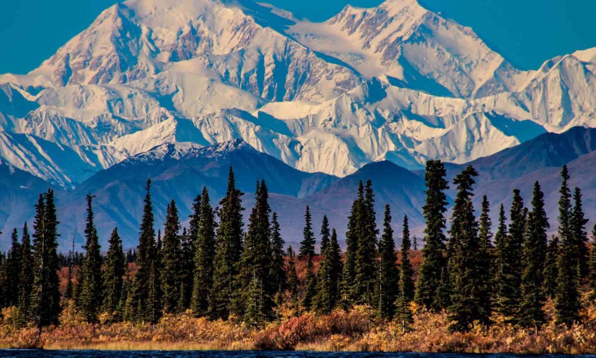 Alaska Forest Survived Ice Age, Offers Climate Hope