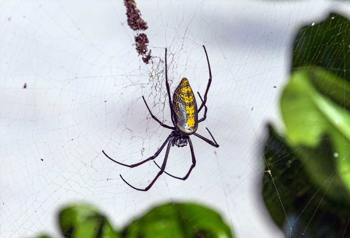 Spider Webs Help Scientists Find New Fungus Species