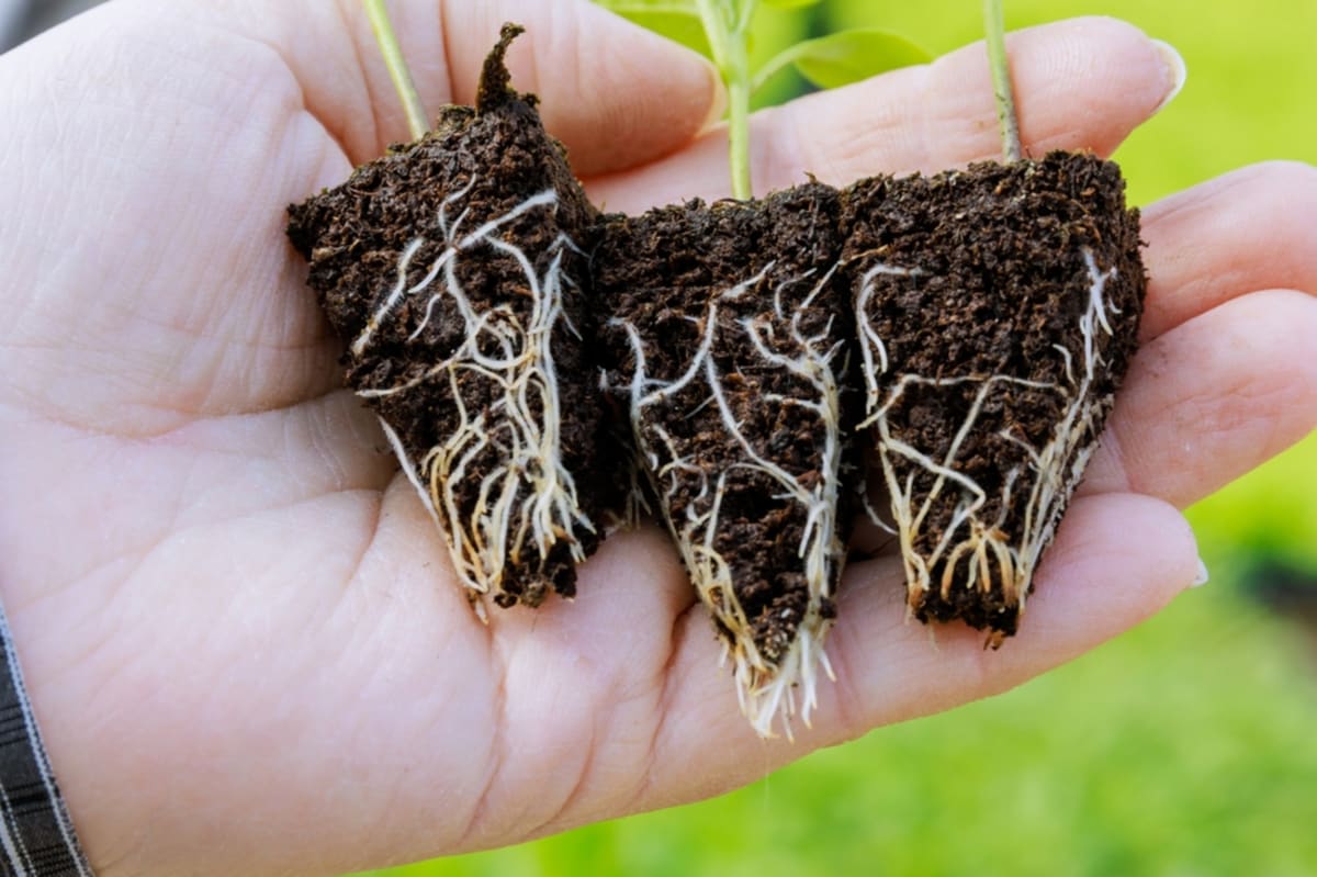 Plant roots extending deep into dark soil, capturing carbon dioxide from atmosphere