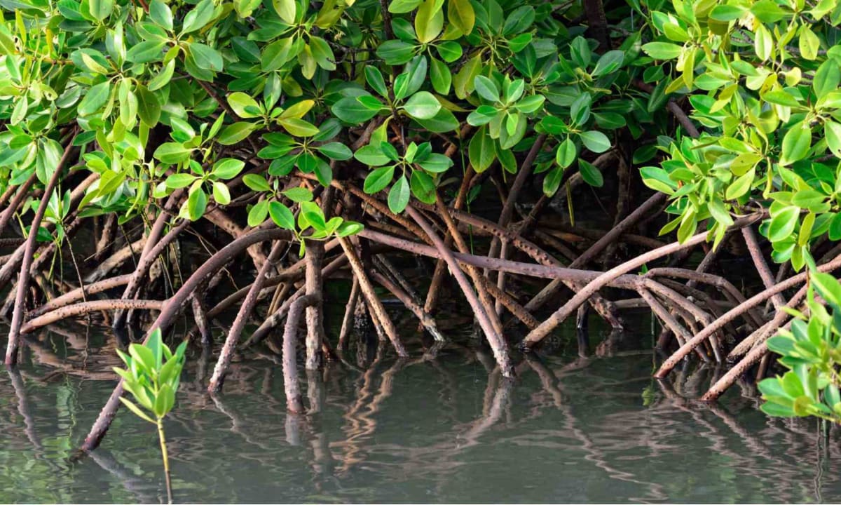 China Restores 45,000 Acres of Coastal Marshes in 8 Years