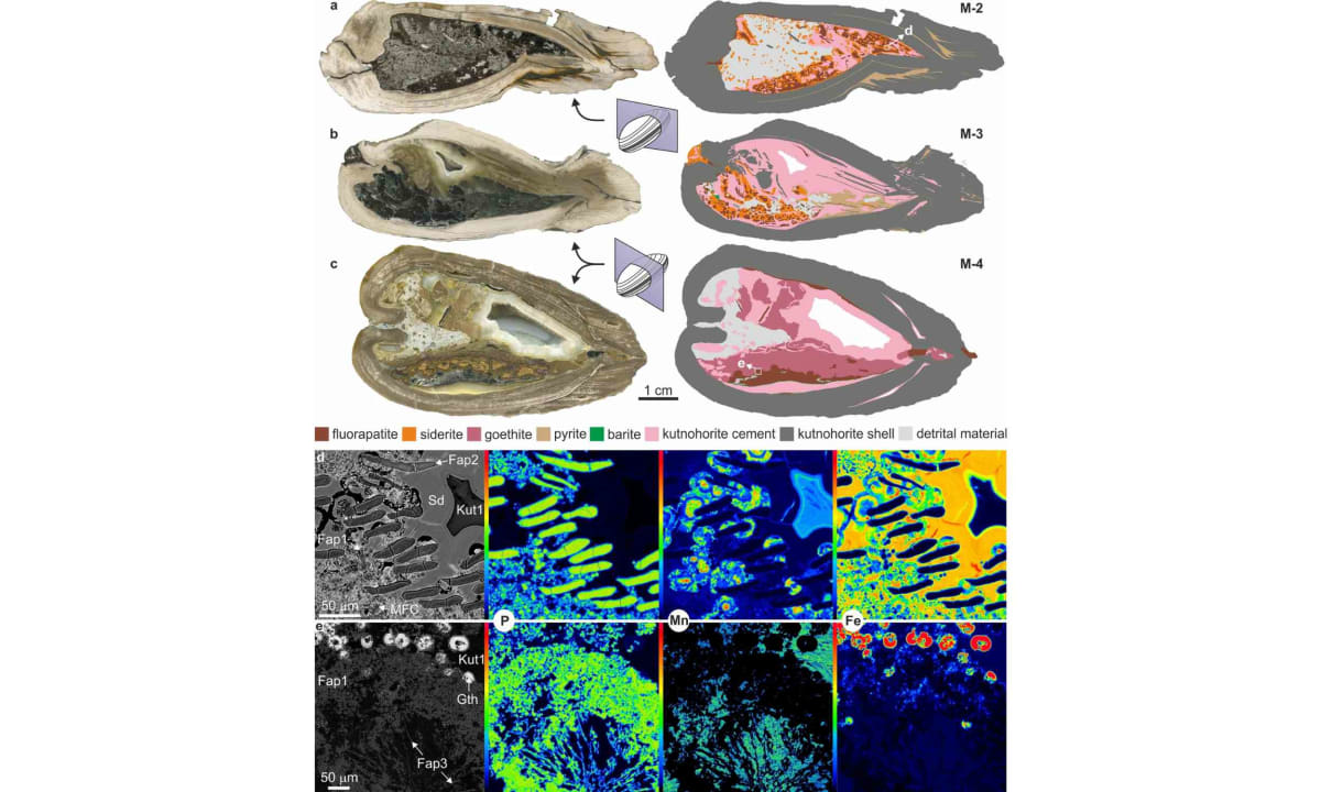 Cross-section of ancient freshwater mussel fossil showing preserved baby mussels inside gill chambers