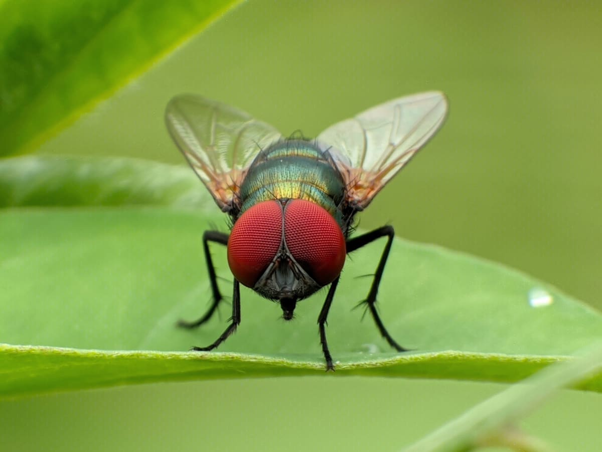 Colossal Biosciences Targets Parasite, Saves Endangered Species
