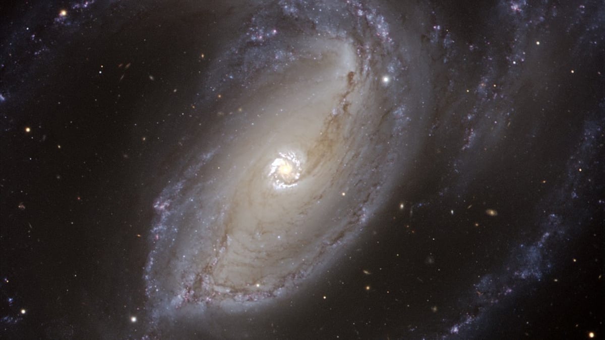 James Webb Space Telescope image showing distant galaxy CEERS-4031 with organized stellar disc