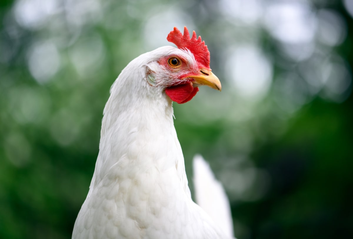 Colorful domestic chickens of various breeds showing diverse feather patterns and colors