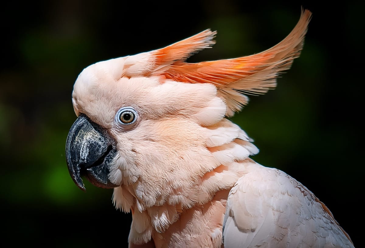 Indonesia Saves Rare Cockatoo by Updating Sacred Ritual