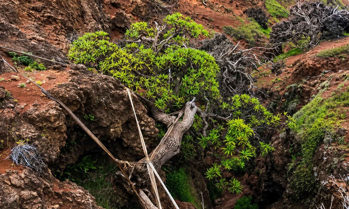 Scientists on ropes collecting seeds from rare tree growing on steep cliff face in Chile