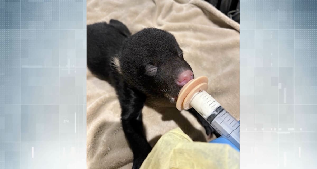 Two small black bear cubs being cared for at wildlife recovery center