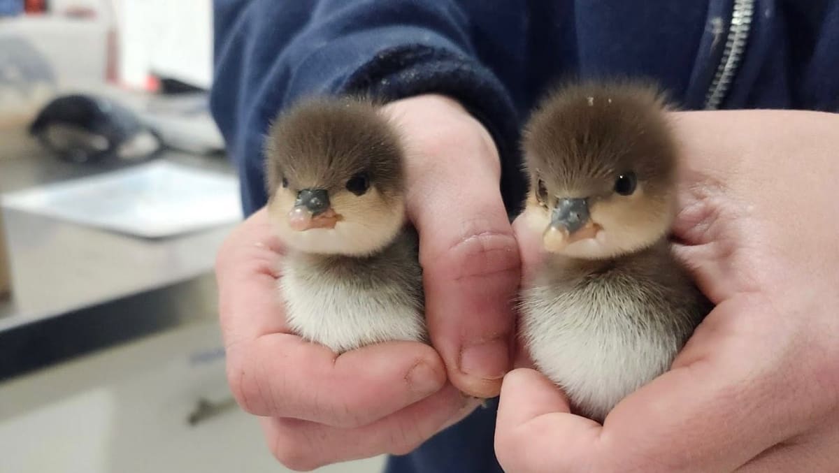 Two Ducklings Survive Predator Drop on Vancouver Island