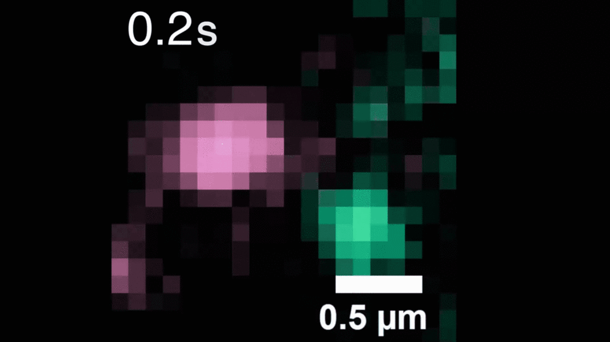 Researcher prepares microscope slide to image glowing nanoparticles tracking cancer proteins in cells