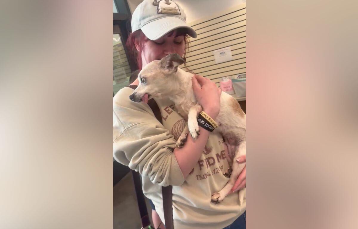 Clarksville Firefighters Help Save Dog on Busy Road - Image 2