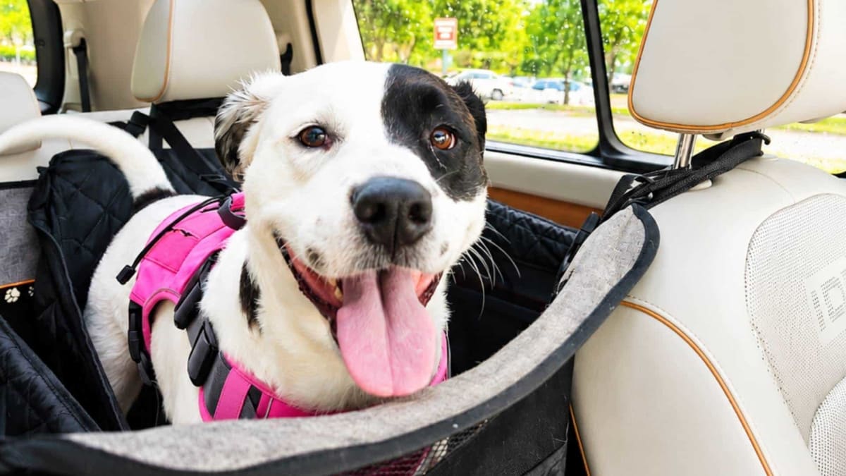 Electric Volkswagen ID. Buzz van wrapped with Barkyard branding transporting dogs in Savannah