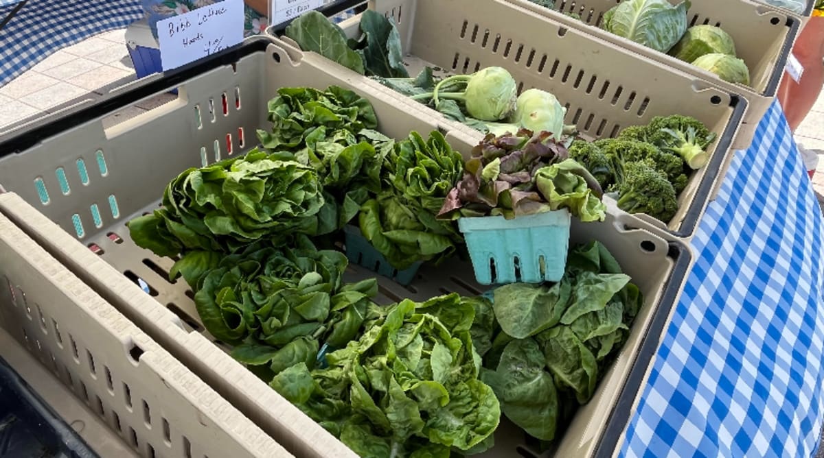 Solar panels installed between rows of crops on a small sustainable farm