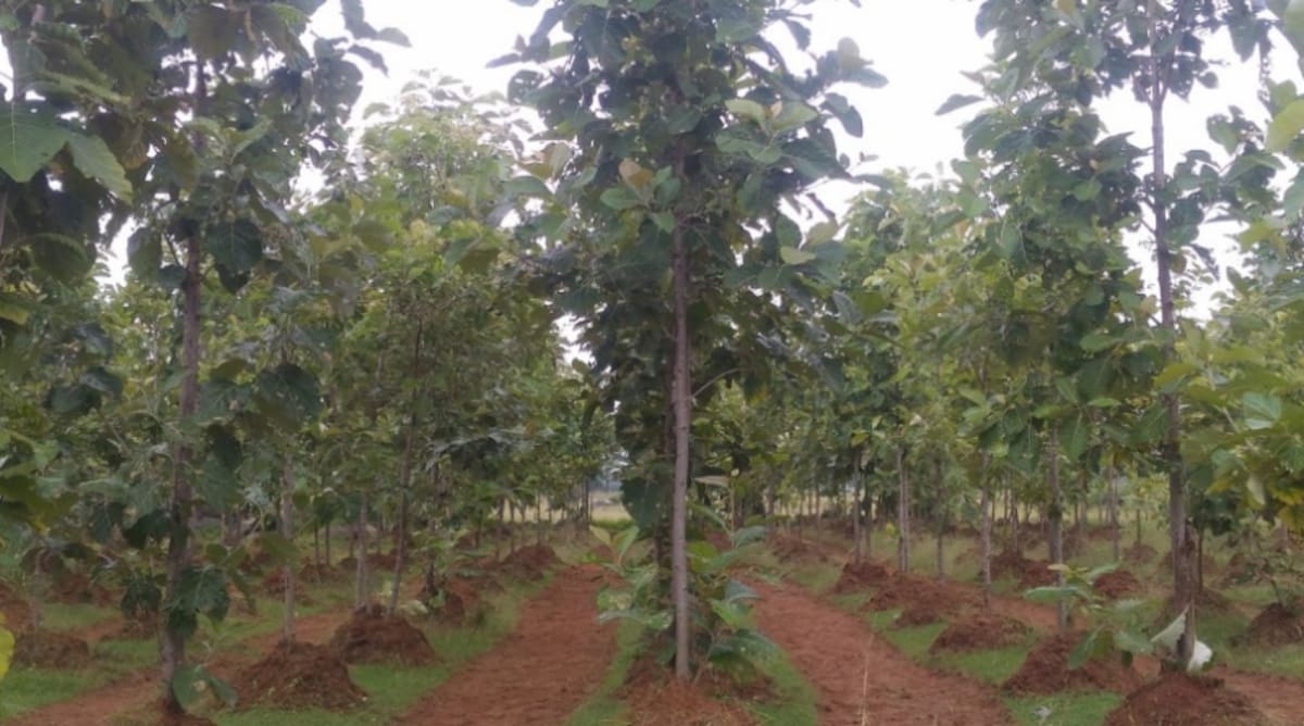 East Africa Farmers Plant 28 Million Trees and Counting - Image 2