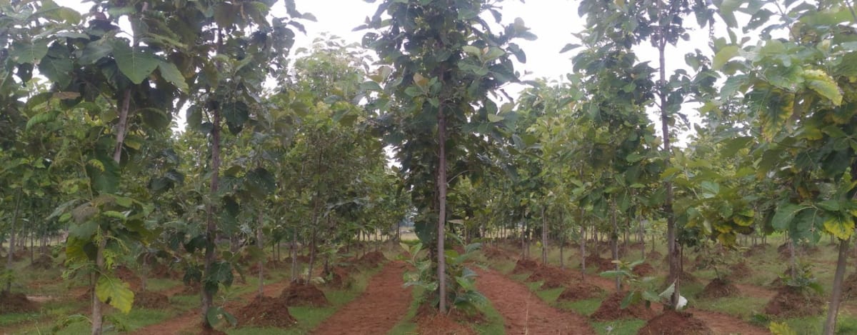 East African farmer tending to young tree seedlings planted on agricultural land