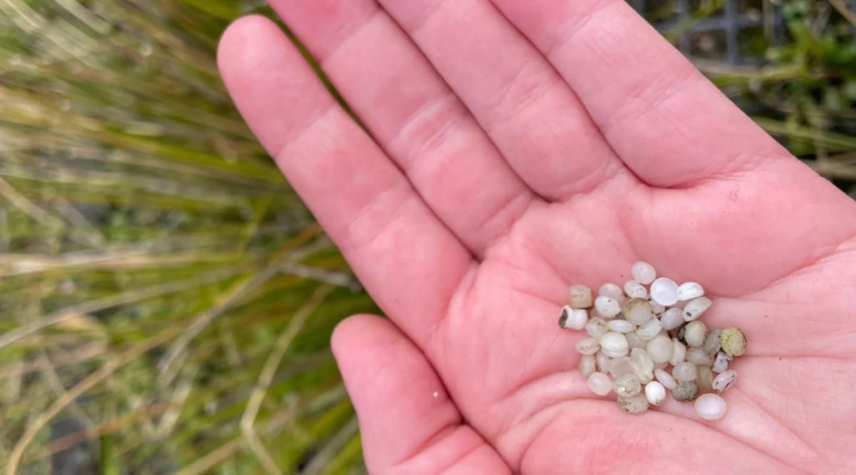 Tiny white plastic pellets scattered on ground near waterway threatening wildlife habitat